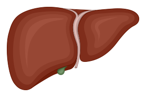 Liver relative to Fibrosis Stage 1